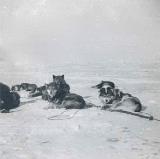 real sled dogs
